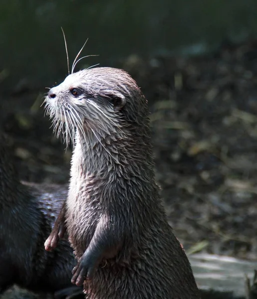 Primer Plano Los Animales Zoológico — Foto de Stock