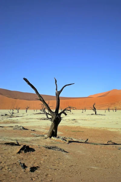 Dead Vlei Wüste Namib Namibia — Stockfoto