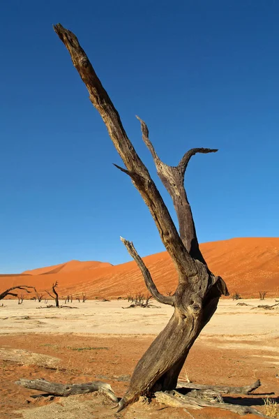 Dead Vlei Namib Desert Namibia — стокове фото