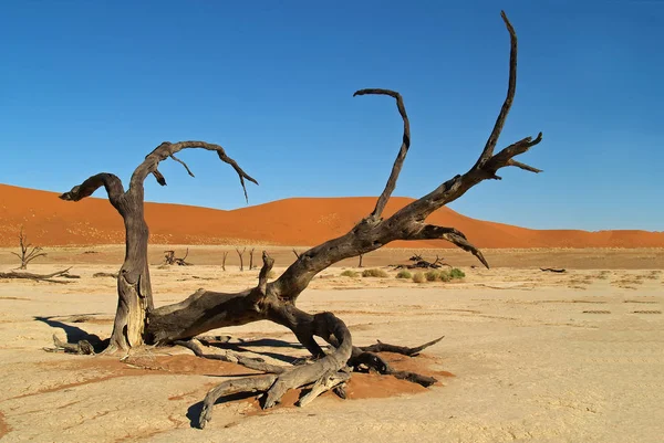 Dode Vlei Namibische Woestijn Namibië — Stockfoto