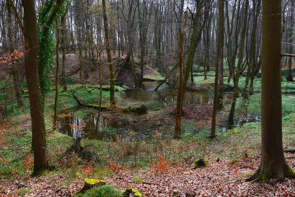 Rezerwat Przyrody Otterbach Bienwaldzie — Zdjęcie stockowe