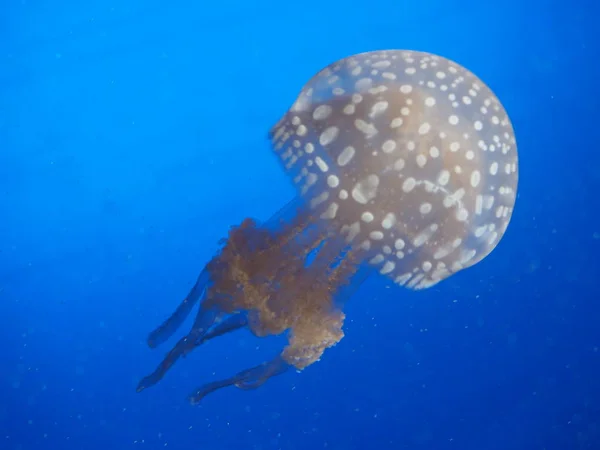 Meduse Fauna Sottomarina Marina — Foto Stock