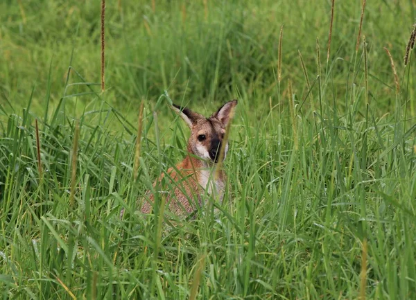 Wallaby Verstopt Zich Het Hoge Gras Van Een Boerderij Het — Stockfoto