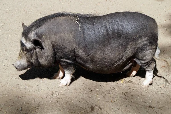 Primer Plano Los Animales Zoológico —  Fotos de Stock