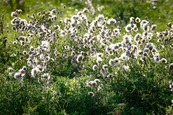 Vita Fluffiga Hösten Wild Meadow Växter Bakgrundsbelyst — Stockfoto