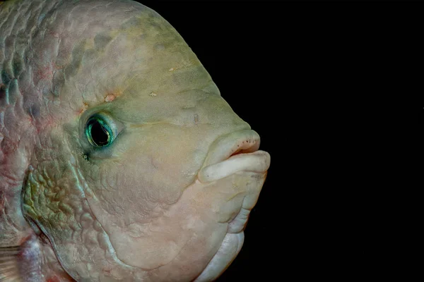 Детальный Портрет Цихлидной Рыбы Рода Vieja — стоковое фото
