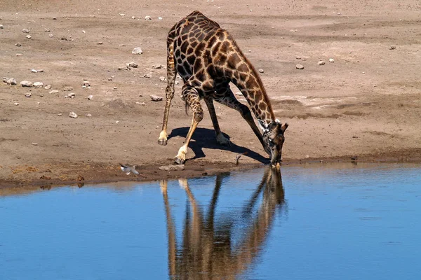 Hohes Giraffentier Afrikanisches Pflanzenfressendes Säugetier — Stockfoto