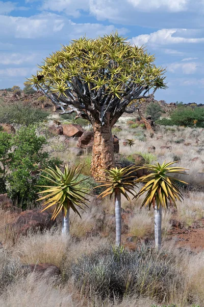 Árboles Carcaj Flora Plantas Del Desierto — Foto de Stock