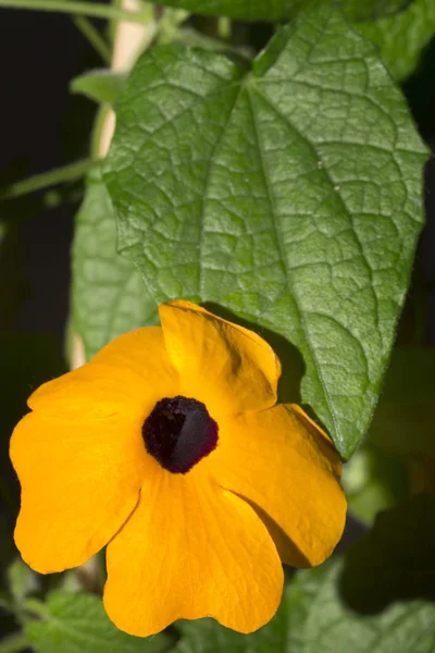 Черноглазая Сюзанна Thunbergia Alata — стоковое фото