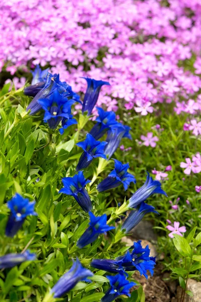 Trompet Gentiaan Blauwe Voorjaar Bloem Tuin Met Roze Bloemen Achtergrond — Stockfoto