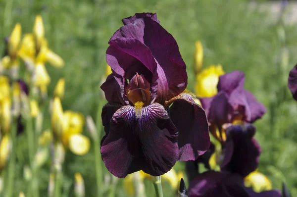 Blumenbeet Mit Lila Schwertlilien Einem Garten Makro — Stockfoto