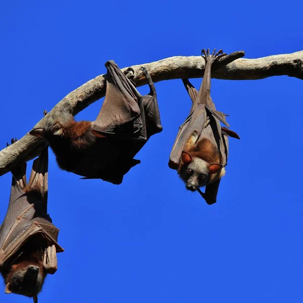Grandi Pipistrelli Della Frutta Che Vivono Australia — Foto Stock
