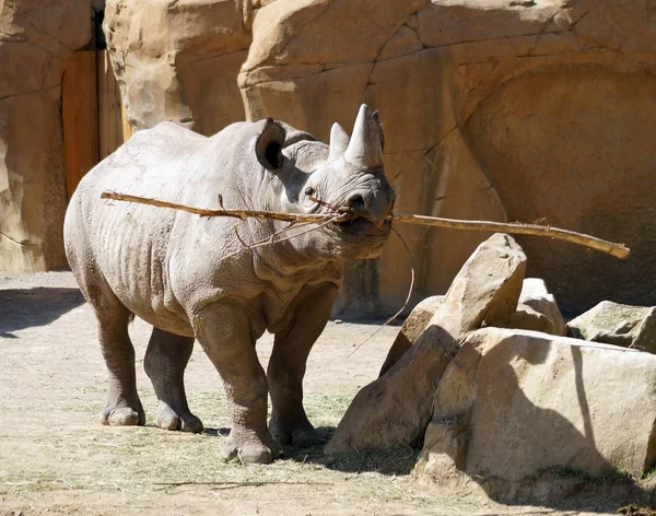 Detailní Záběr Zvířat Zoologické Zahradě — Stock fotografie