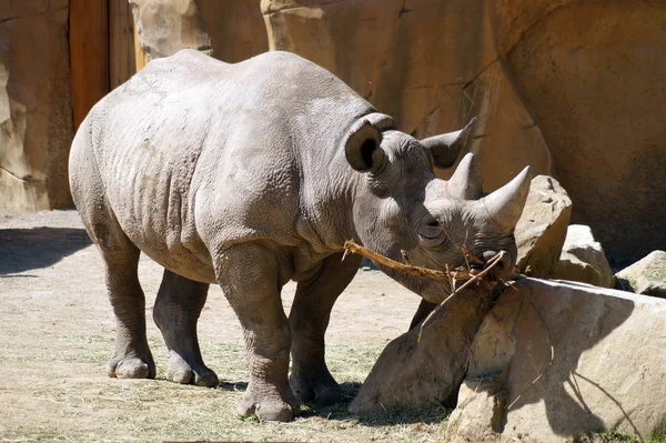 Nashorn Tiere Tierwelt Flora Und Fauna — Stockfoto