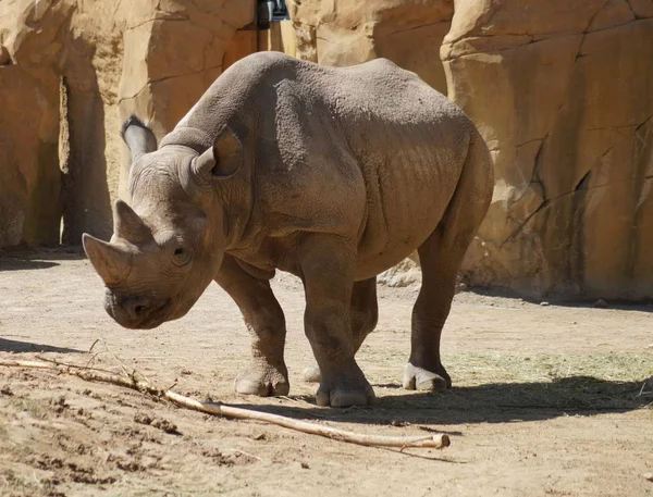 Nashorn Tiere Tierwelt Flora Und Fauna — Stockfoto