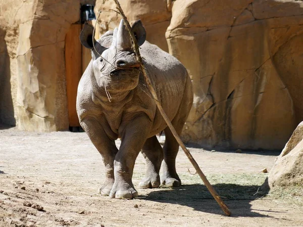 Nosorožci Volně Žijící Živočichové Flóra Fauny — Stock fotografie