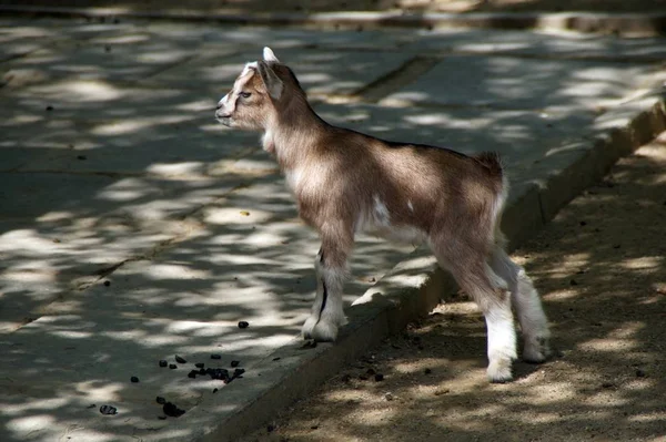 Närbild Djur Zoo — Stockfoto