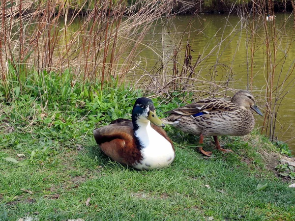 Aussichtsreiche Aussicht Auf Süße Stockente Der Natur — Stockfoto