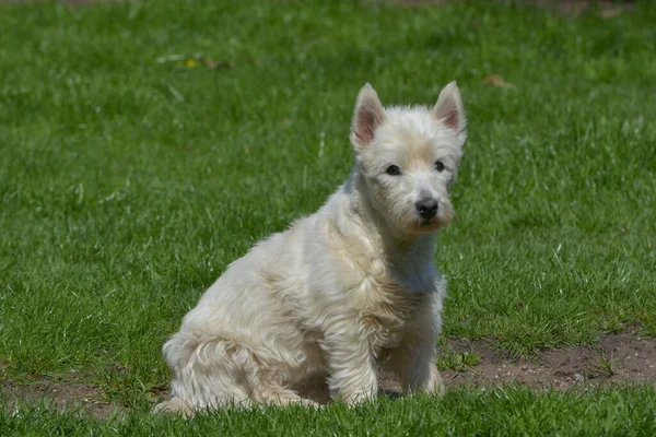 West Highland White Terrier Hund Haustier — Stockfoto