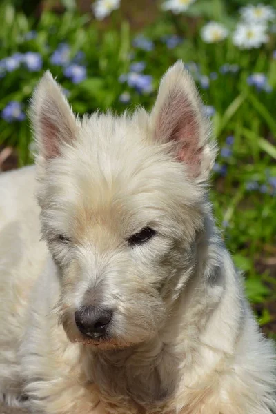 Batı Skoçya Beyaz Teriyer Köpeği Evcil Hayvan — Stok fotoğraf