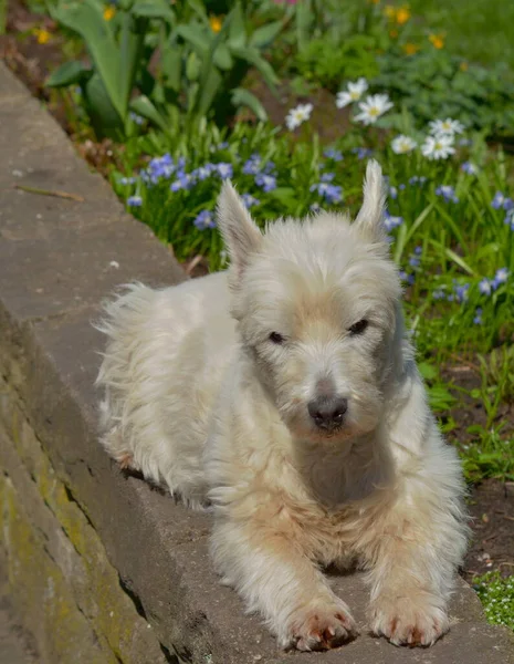 Δυτικό Highland White Terrier — Φωτογραφία Αρχείου