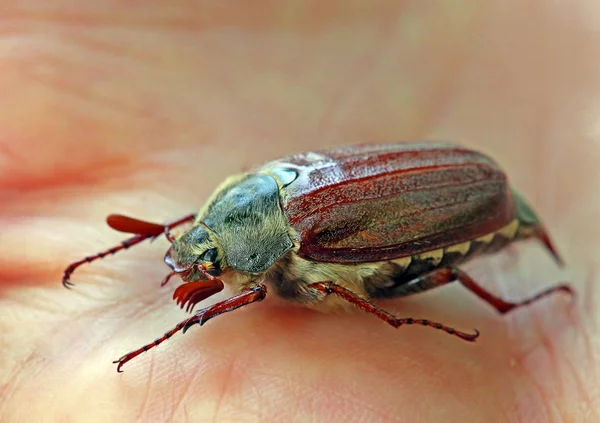Forest Maize Beetle Hand — Stock Photo, Image