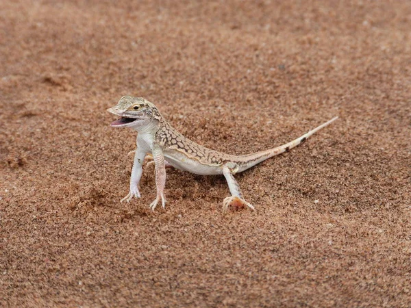 Primer Plano Lagarto Hábitat Concepto Salvajismo —  Fotos de Stock