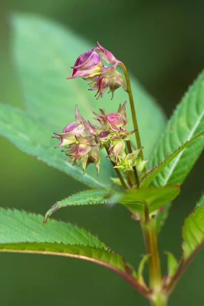 Knoppen Van Kalebas Springkraut Toppen Van Himalaya Balsem — Stockfoto