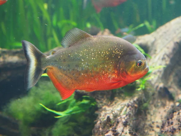 Piranha Gevaarlijk Roofdier — Stockfoto