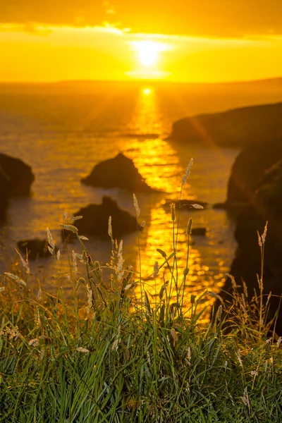 Wunderschöner Sonnenuntergang Über Den Küstenfelsen Mit Wildem Hohen Gras Auf — Stockfoto