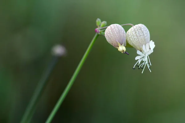 Pigeon Crop Glue Weed Pigeon Goiter Catchfly — Foto de Stock