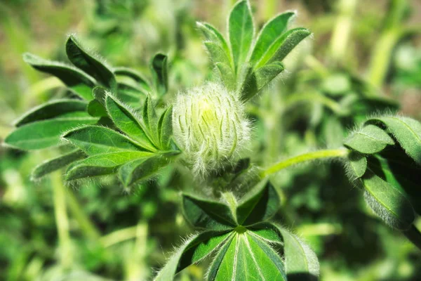 美丽的红豆花风景 — 图库照片