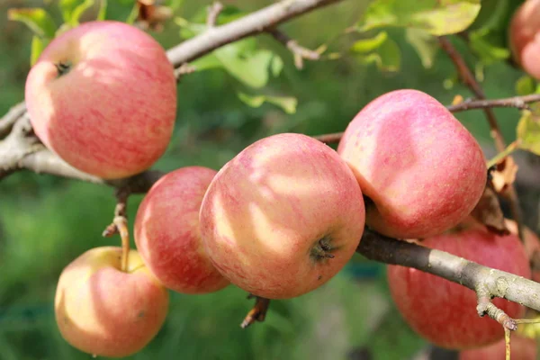 Pommes Rouges Mûres Accrochées Sur Branche Arbre — Photo