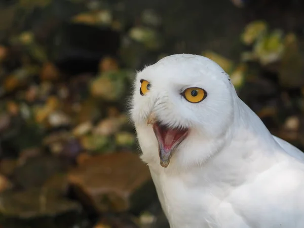 Búho Nieve Pájaro Plumas Ave Blanca — Foto de Stock