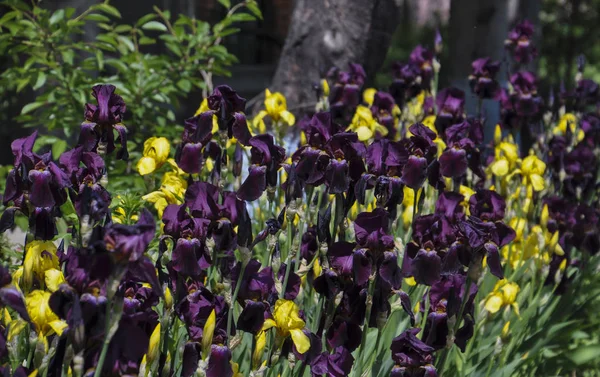 Bidang Iris Ungu Dan Kuning Mekar — Stok Foto