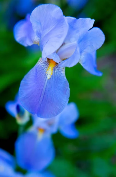 Group Purple Irises Spring Sunny Day Selective Focus — Stock Photo, Image