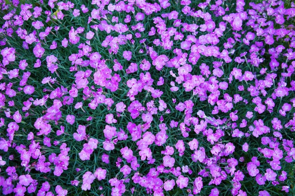 Flores Dianthus Púrpura Florecen Jardín Verano —  Fotos de Stock