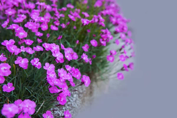 Purple Dianthus Flowers Bloom Summer Garden — Stock Photo, Image