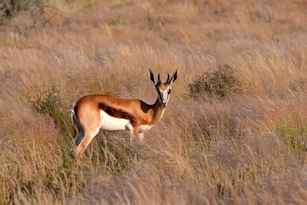 Landschappelijk Uitzicht Fauna Flora Van Savannah — Stockfoto