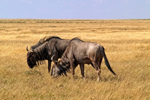 Gnoe Dieren Het Wild Fauna Natuur — Stockfoto