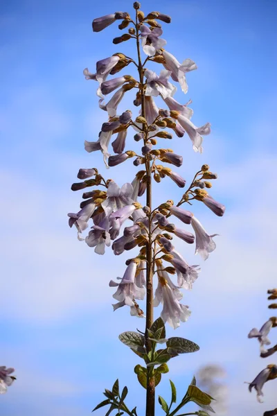 Paulownien Fleurs Pétales Flore Jardin — Photo