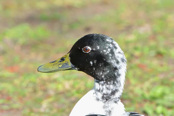 Schilderachtig Uitzicht Van Schattige Wilde Eend Natuur — Stockfoto