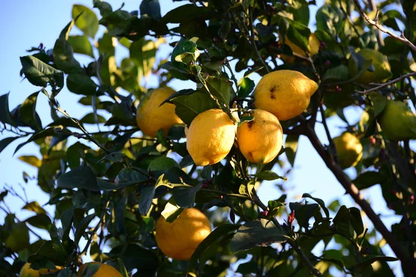 orange blossom in spain