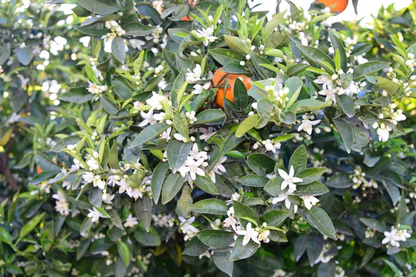 Orangenblüte Spanien — Stockfoto