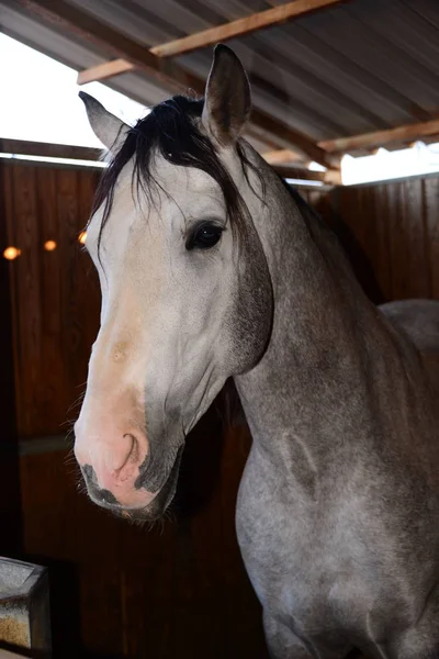 horse in the stable in spain