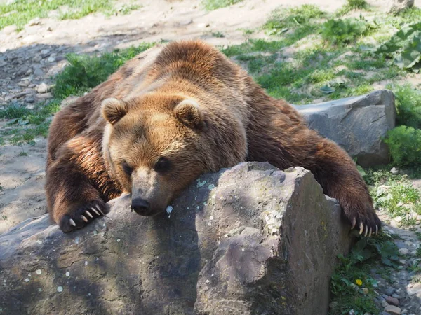 茶色のクマの動物 グリズリー — ストック写真