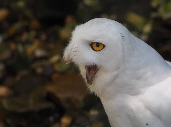 Snow Owl Bird White Bird Feathers — Stock Photo, Image