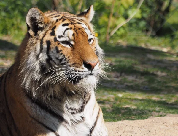 Tigre Sibiriano Animal Rayado —  Fotos de Stock