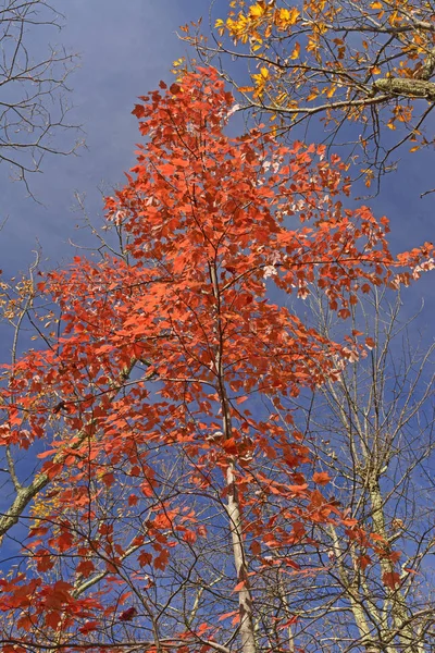 Acero Rosso Autunno Lungo Blue Ridge Parkway Virginia — Foto Stock
