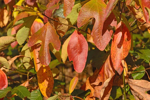 弗吉尼亚蓝岭大道上秋天的多彩的树叶 — 图库照片